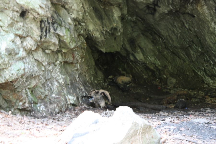 Vulture Chicks at Indian Caves, Lake Linganore