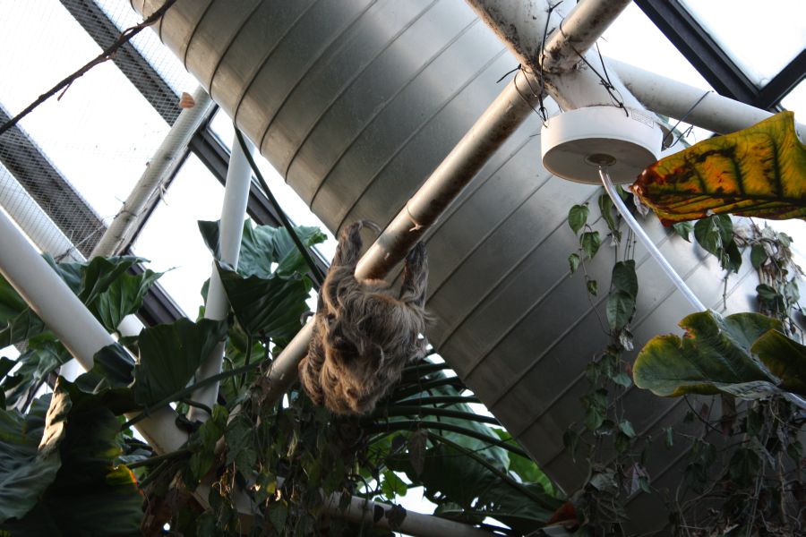 Sloth at National Aquarium