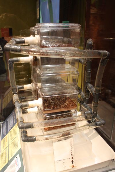 Ant Display at Smithsonian Natural History Museum